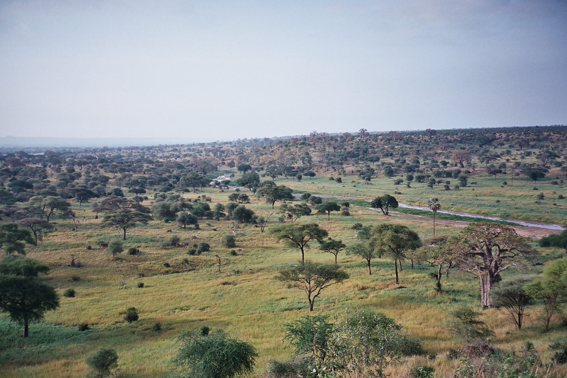 Tarangire river valley in Tanzania