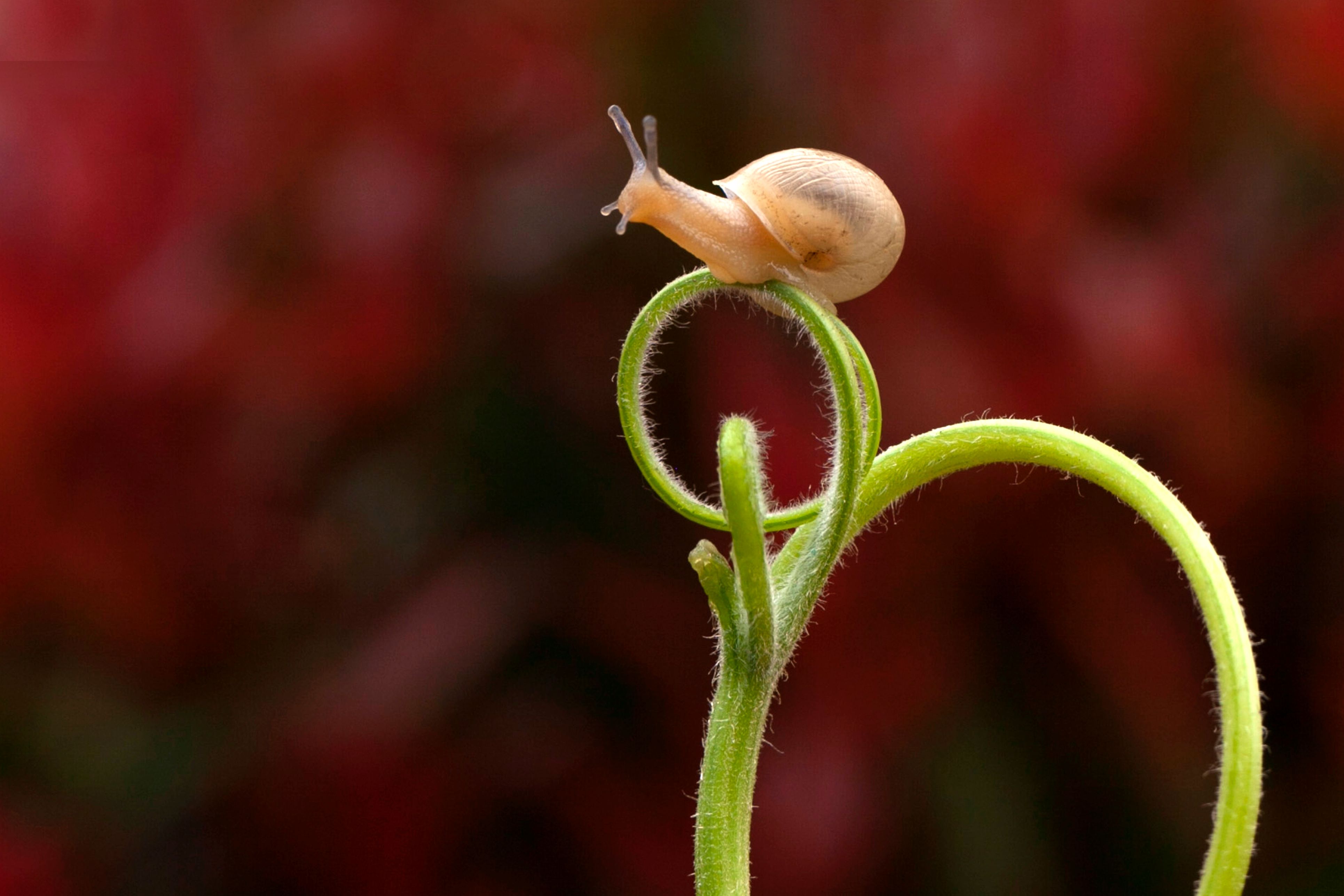 Snail host on a blade of grass, representing intermediate hosts and parasite transmission ecology.