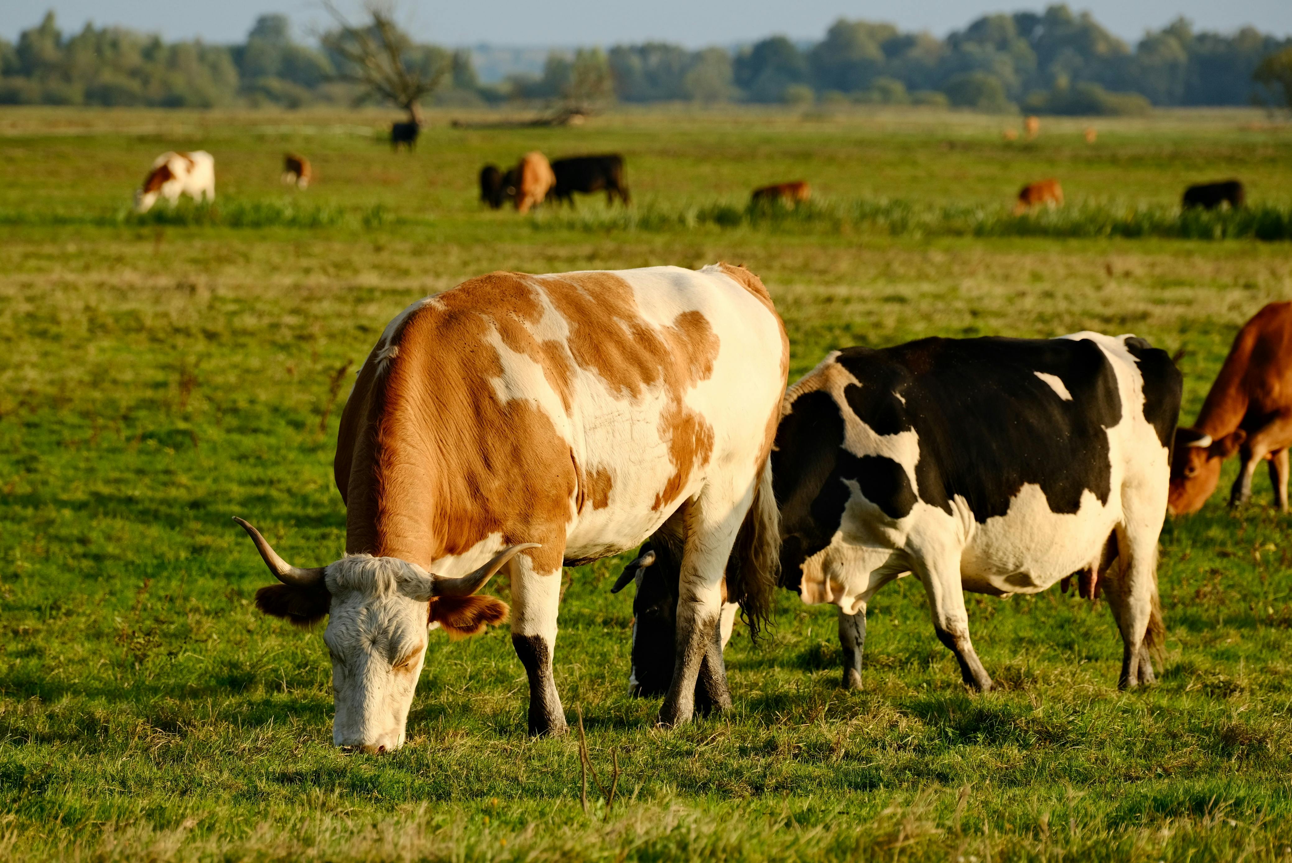Cows grazing on pasture